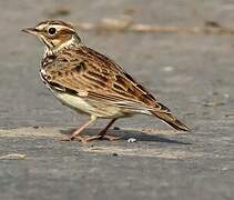 Woodlark