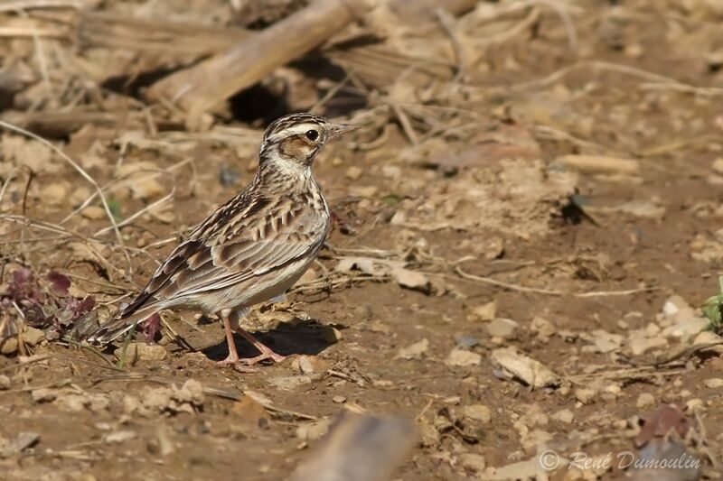 Woodlarkadult, identification