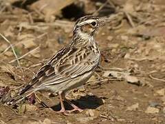 Woodlark