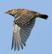 Woodlark