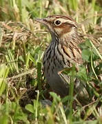 Woodlark