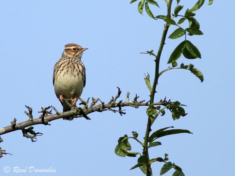 Woodlark, identification