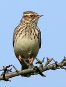 Woodlark