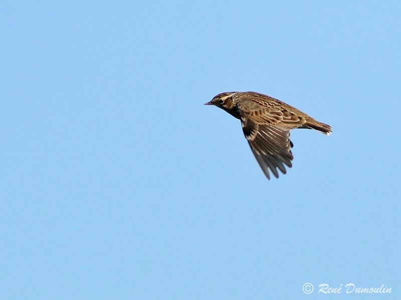 Woodlark, pigmentation, Flight