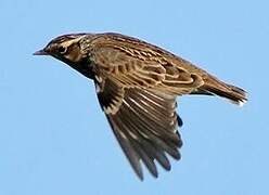 Woodlark