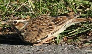 Woodlark