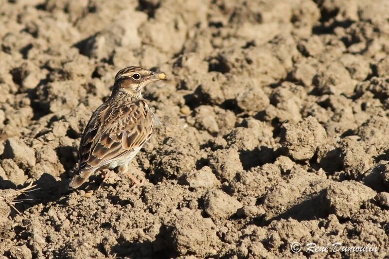 Woodlark, identification, feeding habits