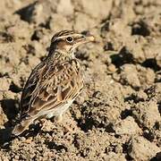 Woodlark