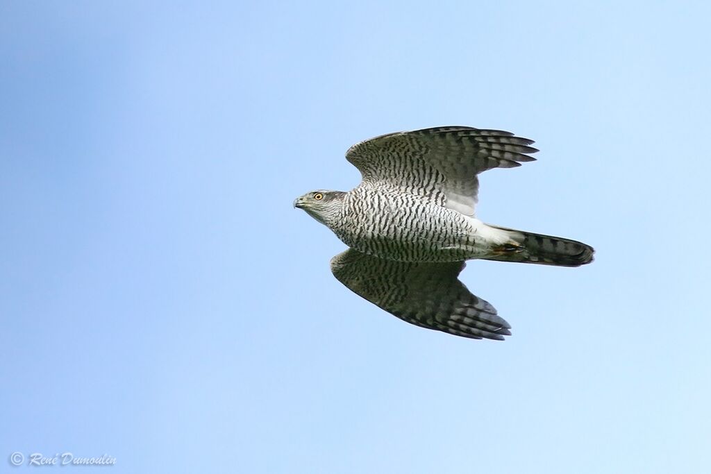 Northern Goshawk female adult, Flight