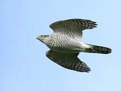 Eurasian Goshawk