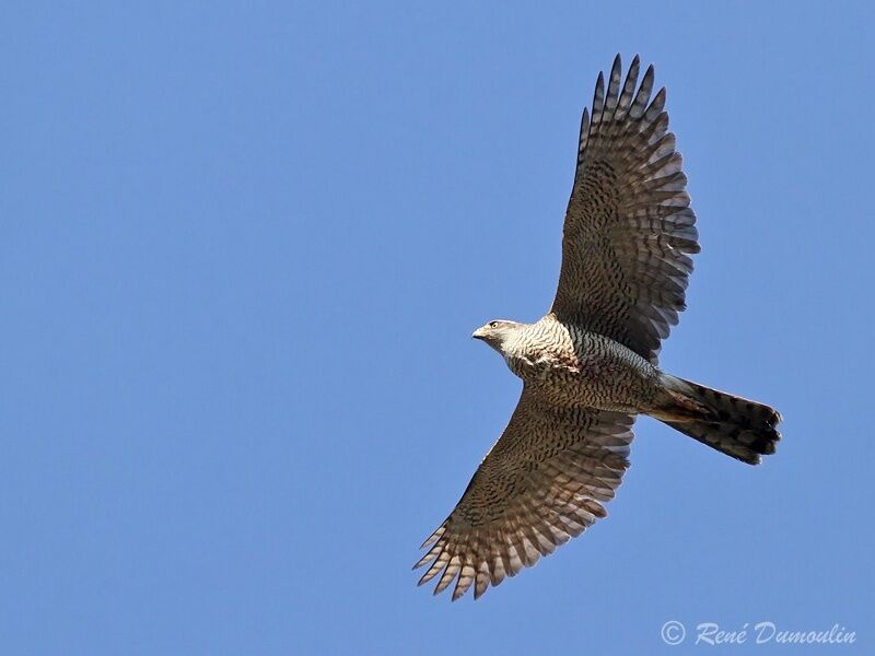 Eurasian Goshawk female adult, Flight