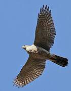 Eurasian Goshawk