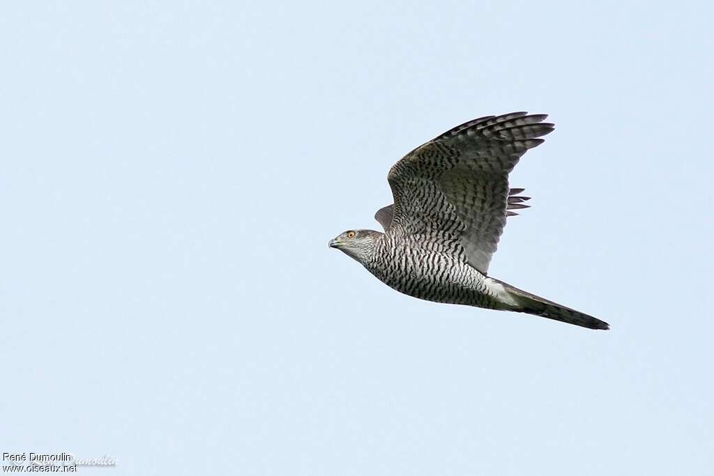 Eurasian Goshawk female adult, identification