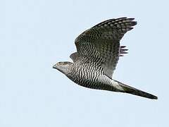 Eurasian Goshawk