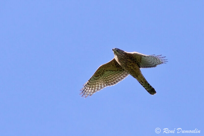 Autour des palombesjuvénile, identification