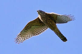 Eurasian Goshawk