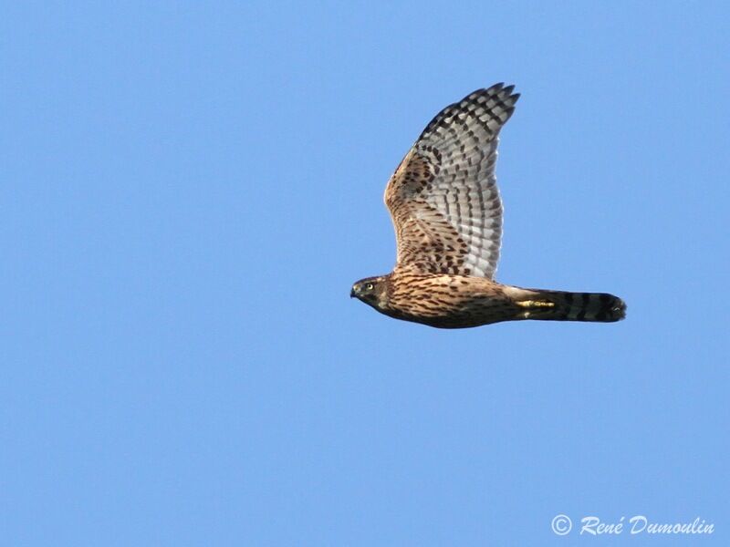 Eurasian Goshawkjuvenile, Flight