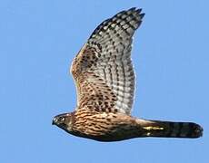 Eurasian Goshawk