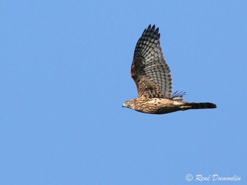 Eurasian Goshawkjuvenile