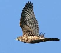 Eurasian Goshawk