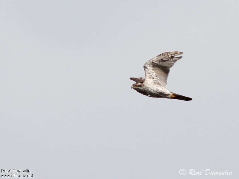 Northern Goshawk male adult, pigmentation, Flight