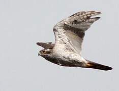 Eurasian Goshawk