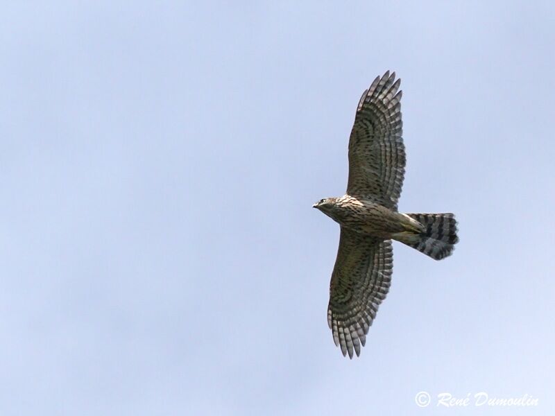 Eurasian Goshawkjuvenile, Flight