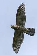 Eurasian Goshawk