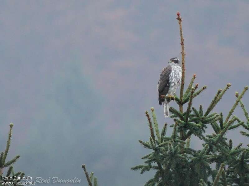 Northern Goshawk male adult, habitat, Behaviour