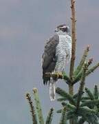 Eurasian Goshawk