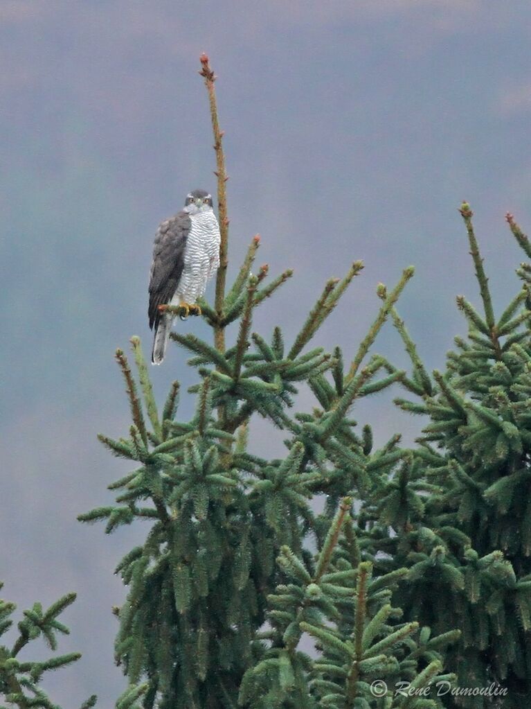 Eurasian Goshawk male adult, identification