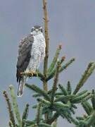 Eurasian Goshawk