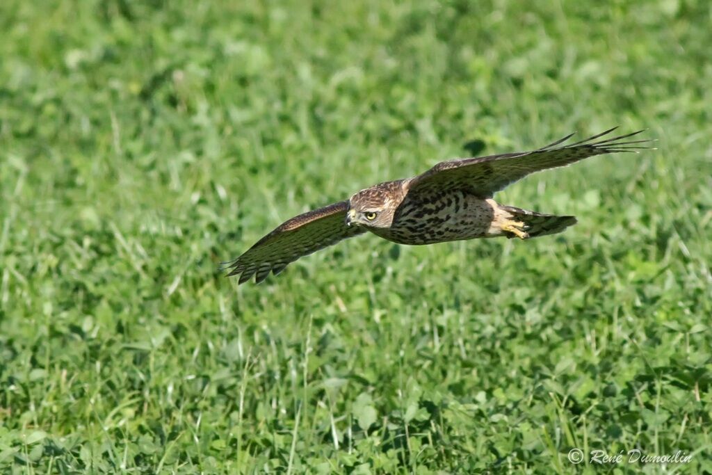 Northern GoshawkFirst year, Flight