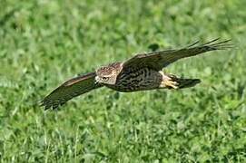 Eurasian Goshawk