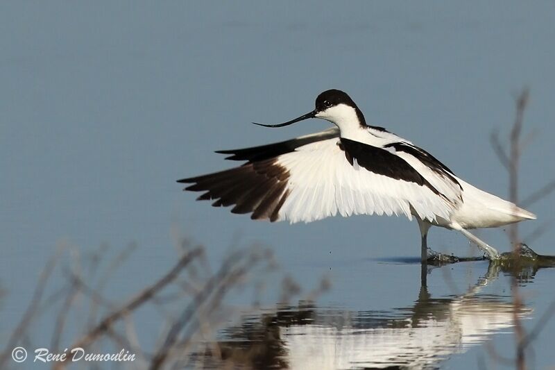 Pied Avocetadult, identification