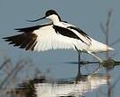 Avocette élégante