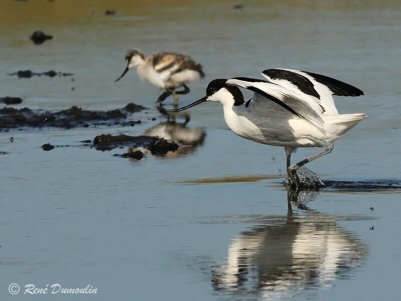 Pied Avocetadult, identification