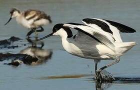 Pied Avocet