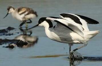 Avocette élégante