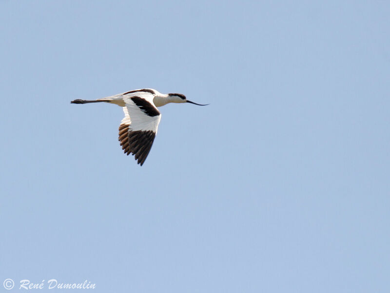 Avocette éléganteadulte