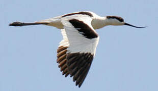 Pied Avocet