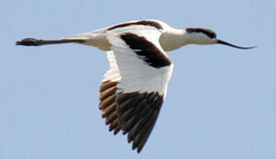 Avocette élégante