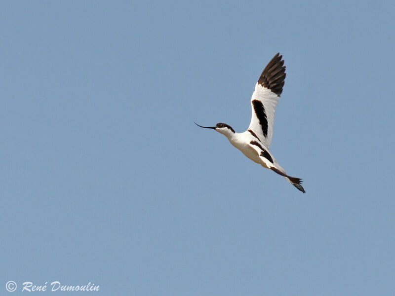 Avocette éléganteadulte