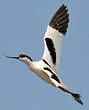 Avocette élégante