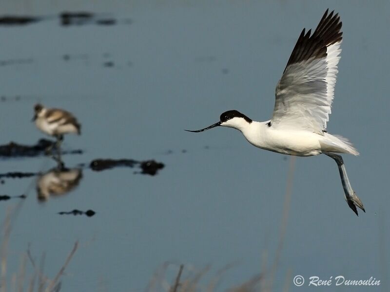 Avocette éléganteadulte, Vol