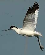 Avocette élégante