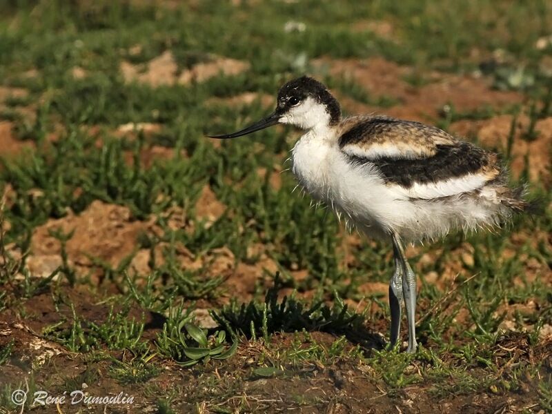 Avocette élégantejuvénile, identification