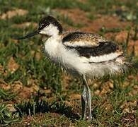 Avocette élégante