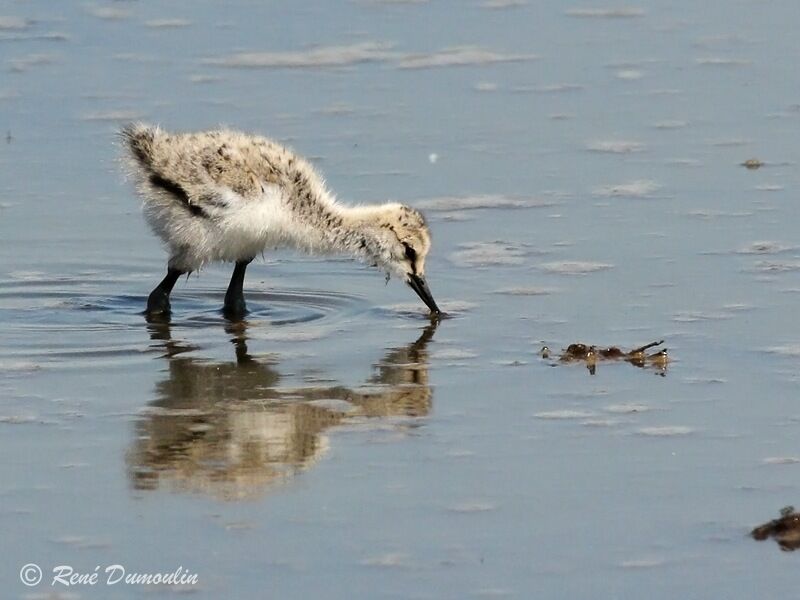 Avocette élégantejuvénile, identification