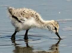 Pied Avocet